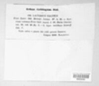 Lactifluus volemus image